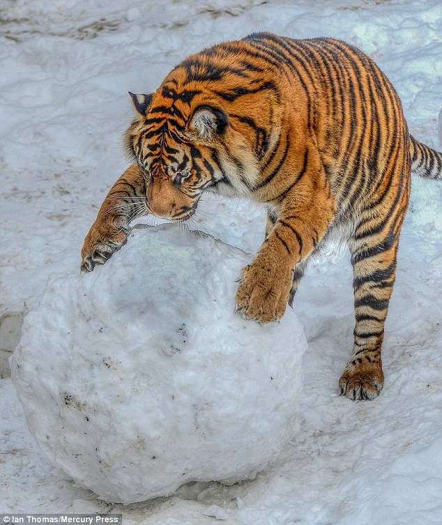 小老虎看到雪就想玩　燦笑伸舌頭「猛舔雪」玩到不顧形象啦