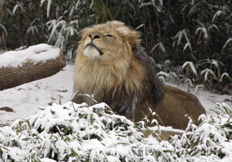 小老虎看到雪就想玩　燦笑伸舌頭「猛舔雪」玩到不顧形象啦