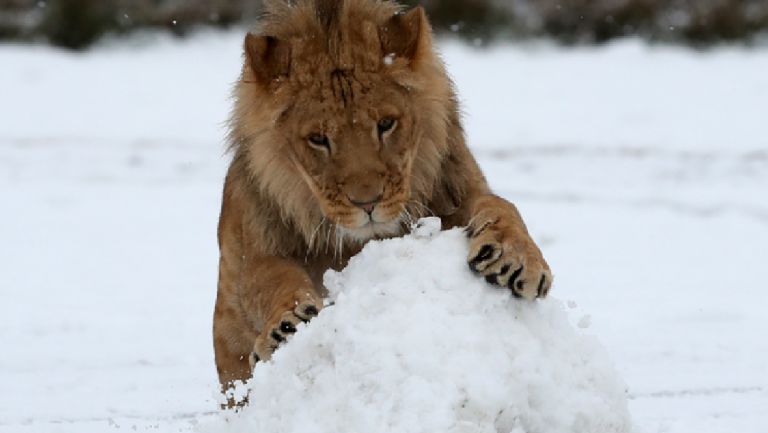 小老虎看到雪就想玩　燦笑伸舌頭「猛舔雪」玩到不顧形象啦