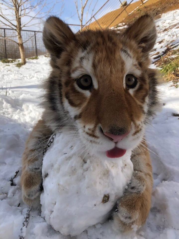 小老虎看到雪就想玩　燦笑伸舌頭「猛舔雪」玩到不顧形象啦