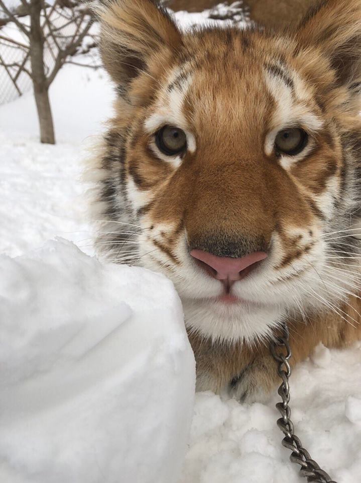 小老虎看到雪就想玩　燦笑伸舌頭「猛舔雪」玩到不顧形象啦