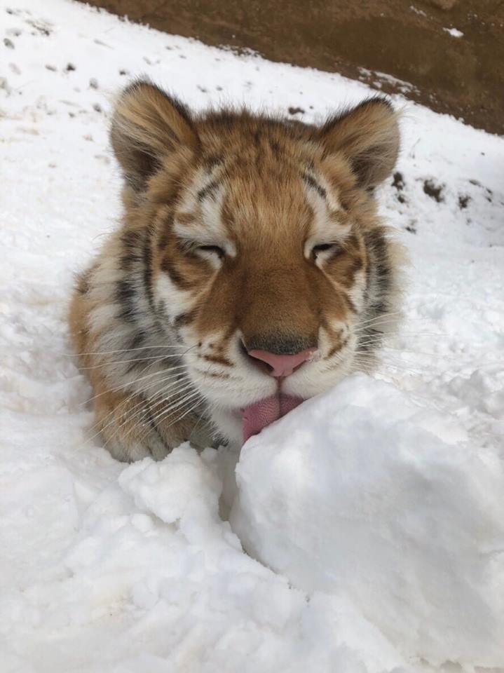 小老虎看到雪就想玩　燦笑伸舌頭「猛舔雪」玩到不顧形象啦