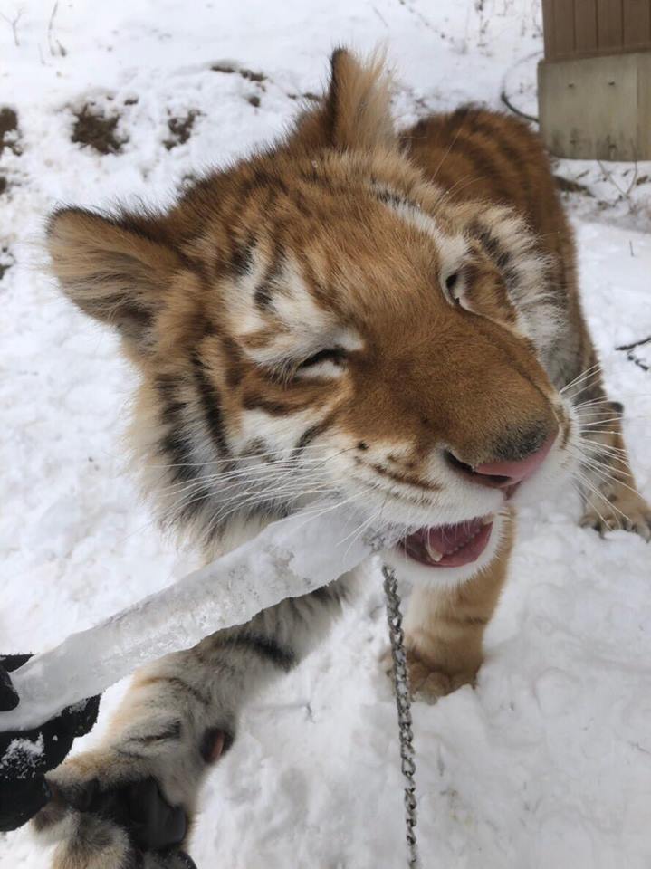 小老虎看到雪就想玩　燦笑伸舌頭「猛舔雪」玩到不顧形象啦