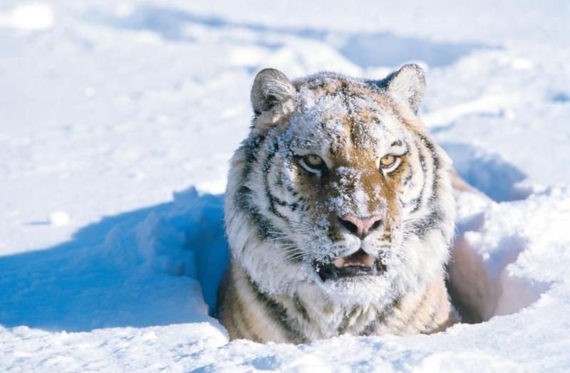 小老虎看到雪就想玩　燦笑伸舌頭「猛舔雪」玩到不顧形象啦