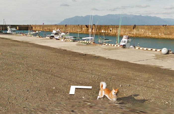 Google街景車「亂入地盤」！狗狗一路狂追意外成「熱門景點」...網笑翻：好膽哩麥造~