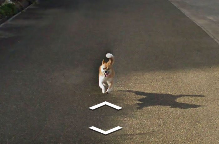 Google街景車「亂入地盤」！狗狗一路狂追意外成「熱門景點」...網笑翻：好膽哩麥造~