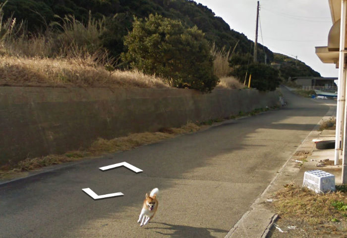 Google街景車「亂入地盤」！狗狗一路狂追意外成「熱門景點」...網笑翻：好膽哩麥造~