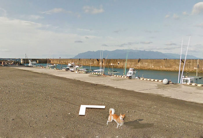 Google街景車「亂入地盤」！狗狗一路狂追意外成「熱門景點」...網笑翻：好膽哩麥造~