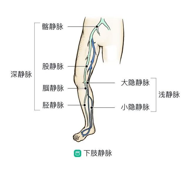 腿上「青筋」竟會導致爛腿？解密下肢靜脈曲張的10個真相