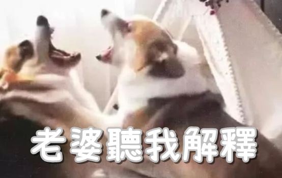 自從主人把貓咪帶回家，柯基就不回窩了，最後柯基老婆忍無可忍...