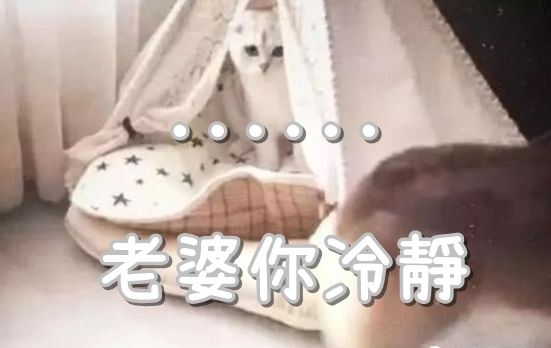 自從主人把貓咪帶回家，柯基就不回窩了，最後柯基老婆忍無可忍...