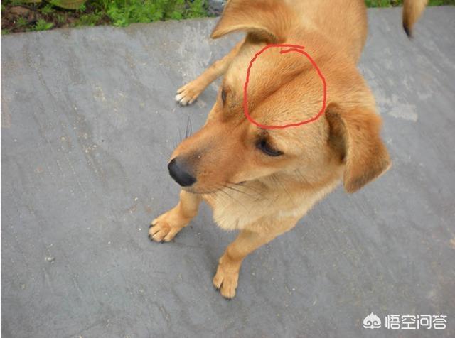 土狗頭上的那根「線」是什麼？
