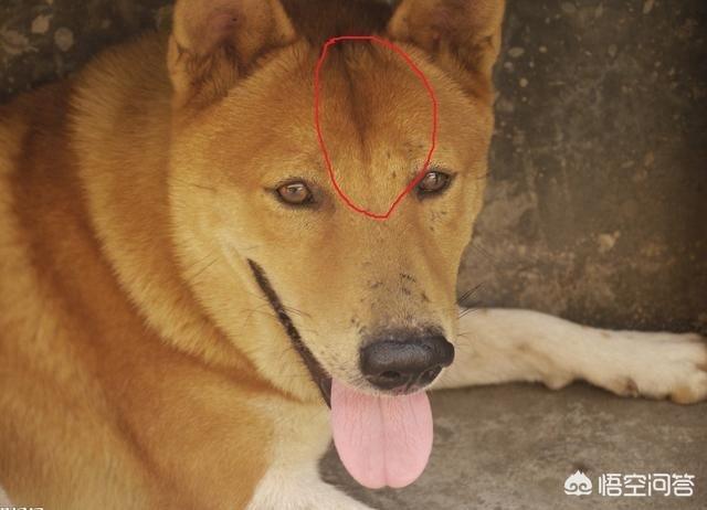土狗頭上的那根「線」是什麼？