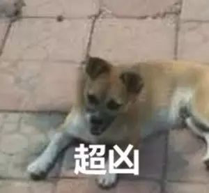 女子被流浪狗攔住不讓回家，警察到場後，原因竟是....