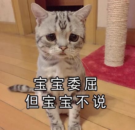 暹羅貓越養越黑？別急，夏天還會白回來的！