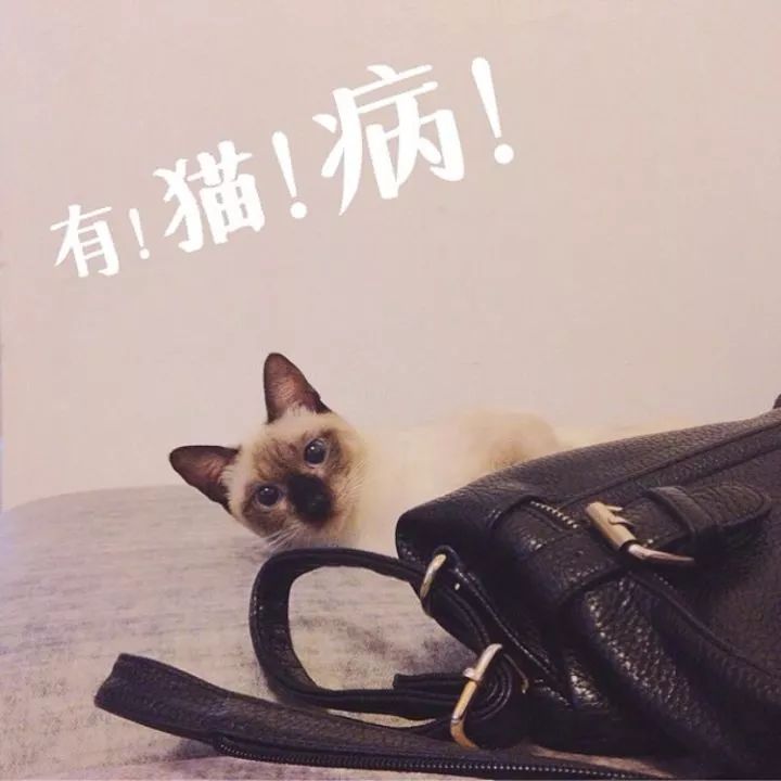 暹羅貓越養越黑？別急，夏天還會白回來的！