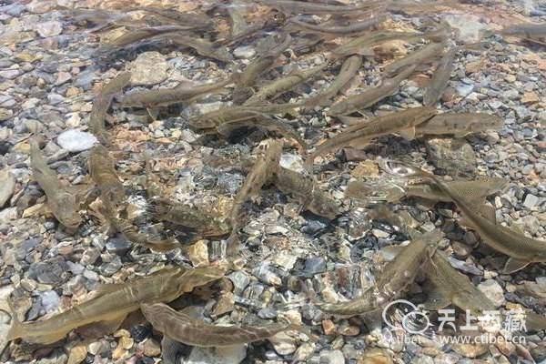 西藏這個湖泊，蘊藏8億多公斤魚，卻無人敢去撈