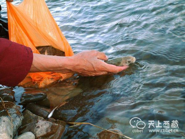 西藏這個湖泊，蘊藏8億多公斤魚，卻無人敢去撈