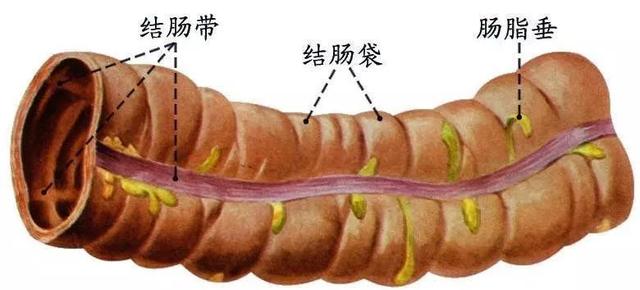 益生菌與健康：腸易激綜合徵、胃潰瘍、結腸袋炎、短腸綜合徵