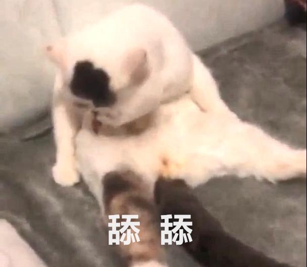 貓咪給自己舔毛，結果笑壞主人，網友：這毛的味道有點沖