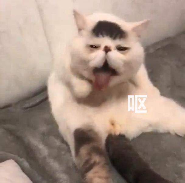貓咪給自己舔毛，結果笑壞主人，網友：這毛的味道有點沖