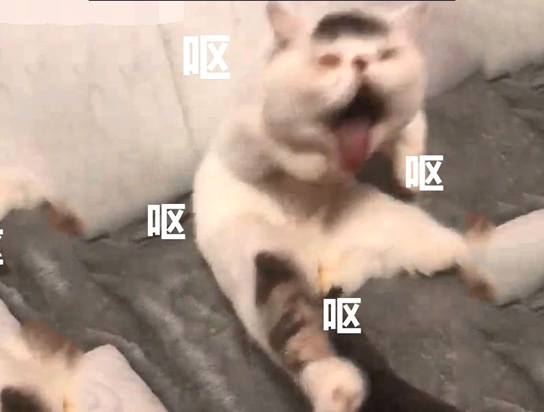 貓咪給自己舔毛，結果笑壞主人，網友：這毛的味道有點沖