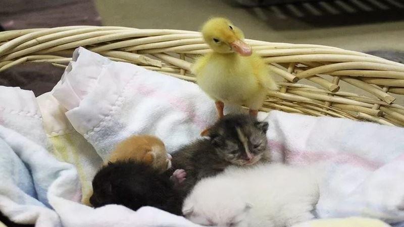 一隻貓撫養一隻小雞長大，長大後你猜猜它們會什麼樣？