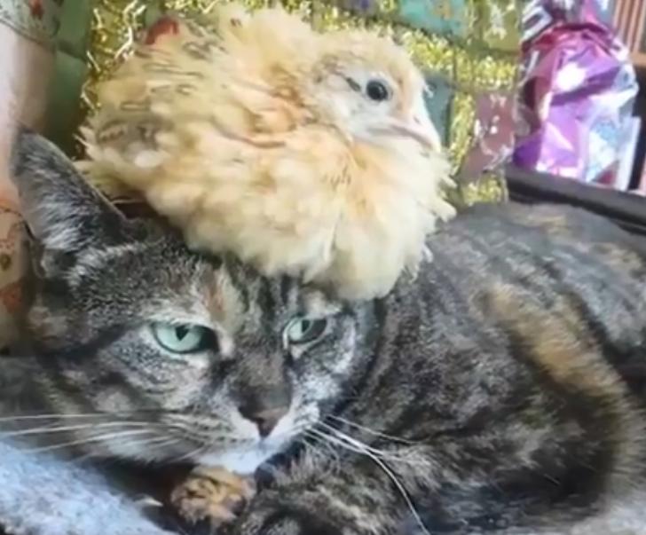 一隻貓撫養一隻小雞長大，長大後你猜猜它們會什麼樣？
