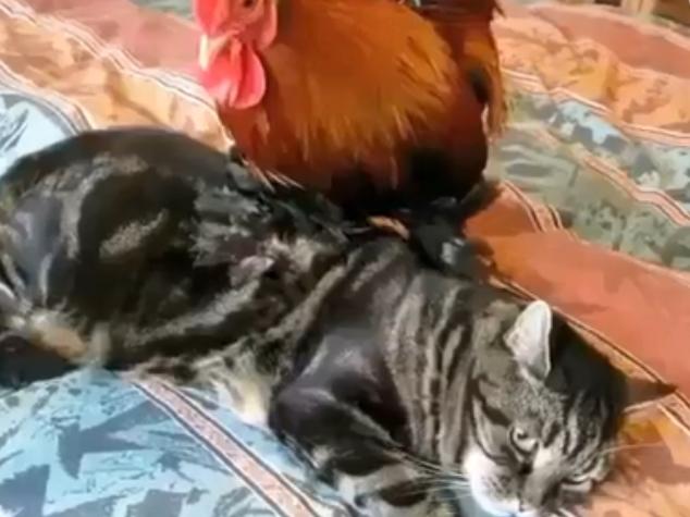 一隻貓撫養一隻小雞長大，長大後你猜猜它們會什麼樣？