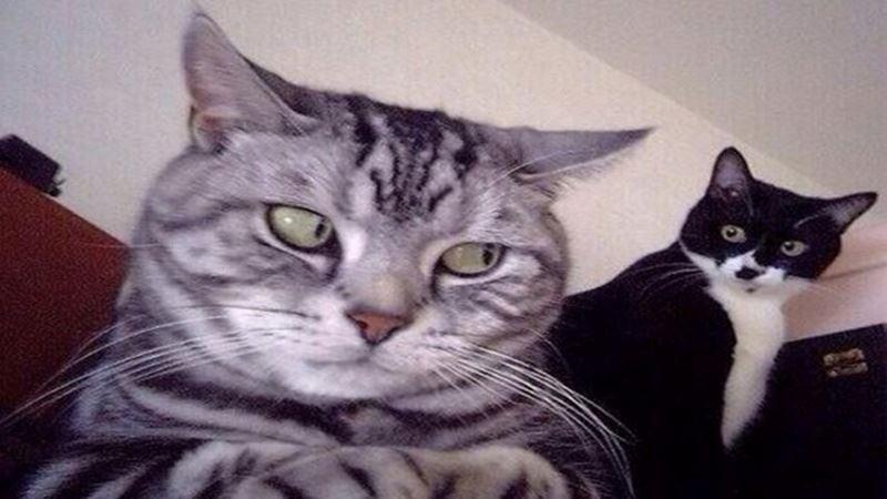 一隻貓撫養一隻小雞長大，長大後你猜猜它們會什麼樣？