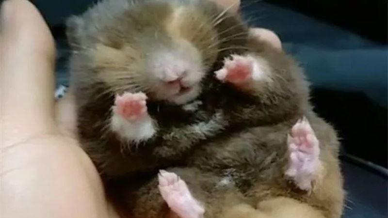 一隻貓撫養一隻小雞長大，長大後你猜猜它們會什麼樣？