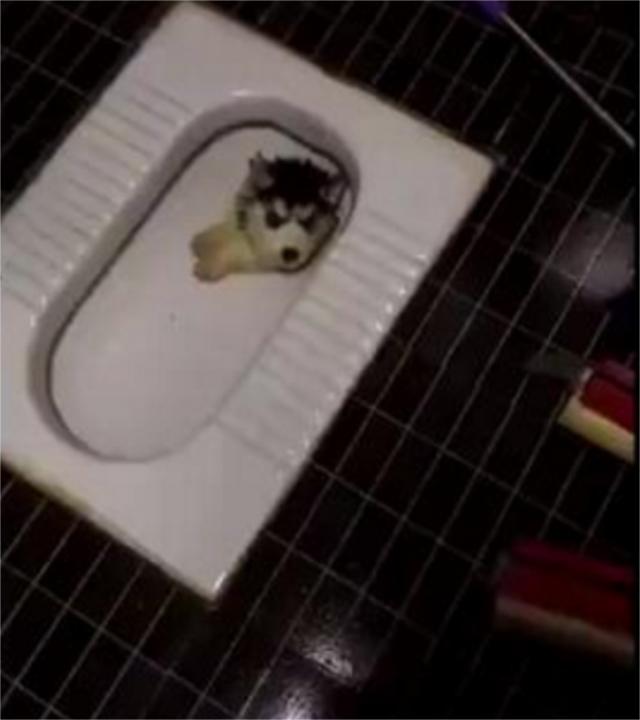 小二哈上個廁所不消停，還掉進了廁所坑裡，主人一臉的無奈！