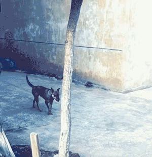 土撥鼠在鄉下過著悠閒的田園生活，還和村頭小土狗成了好朋友