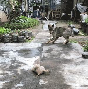 土撥鼠在鄉下過著悠閒的田園生活，還和村頭小土狗成了好朋友