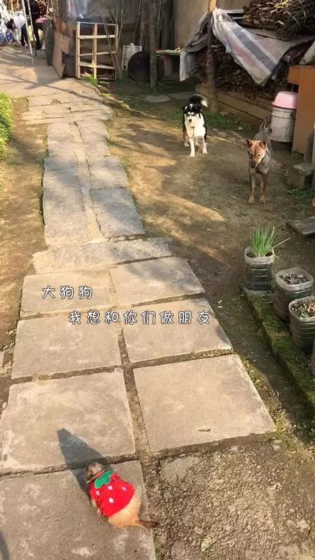 土撥鼠在鄉下過著悠閒的田園生活，還和村頭小土狗成了好朋友