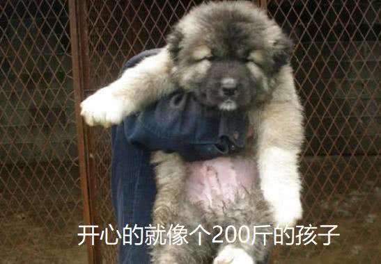 一隻未成年幼犬被救後，兩天就吃窮了救助中心！領養要求超簡單