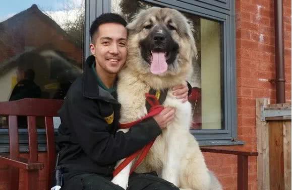 一隻未成年幼犬被救後，兩天就吃窮了救助中心！領養要求超簡單