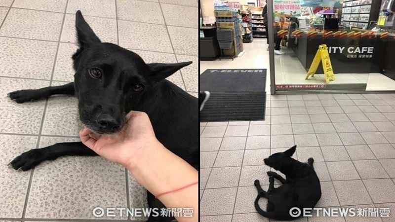 一隻未成年幼犬被救後，兩天就吃窮了救助中心！領養要求超簡單