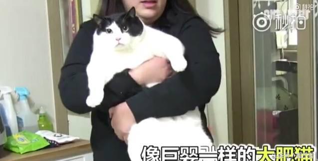 26斤肥貓像巨嬰：為逼其減肥主人絞盡腦汁，跑步時居然睡著了