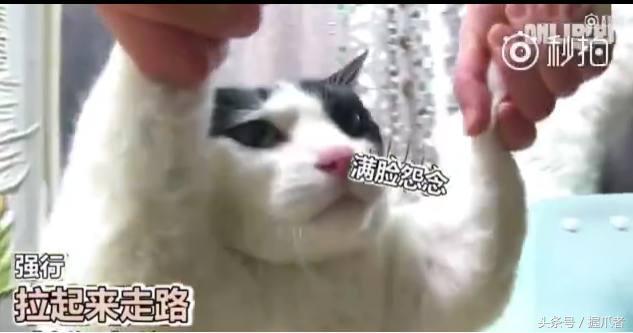 26斤肥貓像巨嬰：為逼其減肥主人絞盡腦汁，跑步時居然睡著了