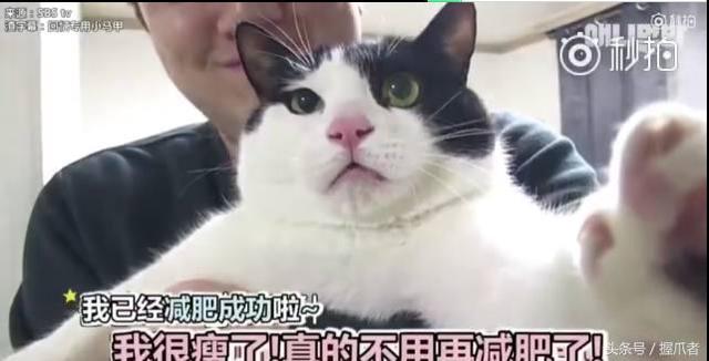 26斤肥貓像巨嬰：為逼其減肥主人絞盡腦汁，跑步時居然睡著了
