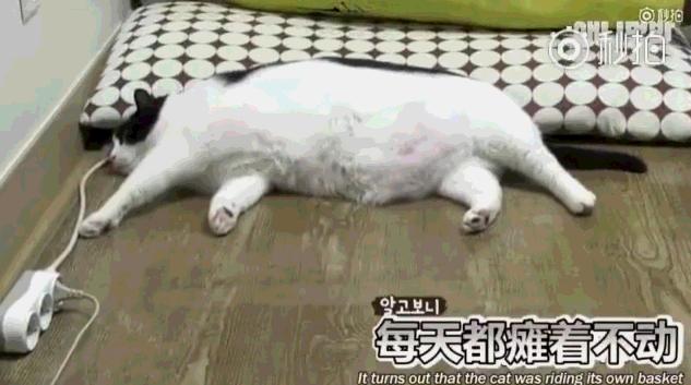26斤肥貓像巨嬰：為逼其減肥主人絞盡腦汁，跑步時居然睡著了