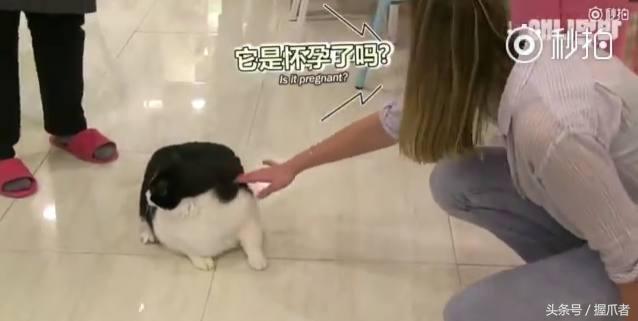 26斤肥貓像巨嬰：為逼其減肥主人絞盡腦汁，跑步時居然睡著了