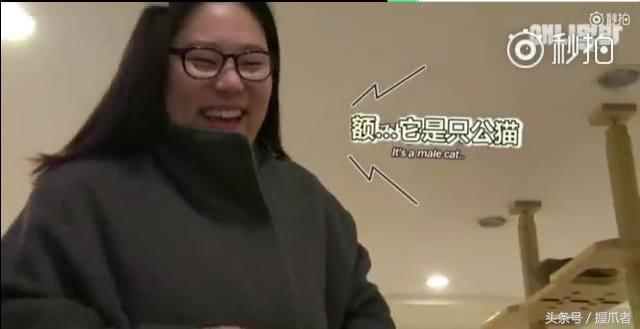 26斤肥貓像巨嬰：為逼其減肥主人絞盡腦汁，跑步時居然睡著了