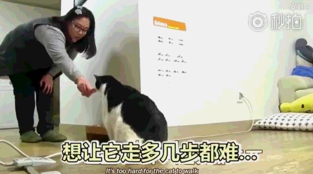 26斤肥貓像巨嬰：為逼其減肥主人絞盡腦汁，跑步時居然睡著了