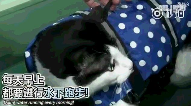 26斤肥貓像巨嬰：為逼其減肥主人絞盡腦汁，跑步時居然睡著了