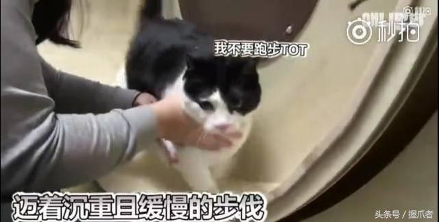 26斤肥貓像巨嬰：為逼其減肥主人絞盡腦汁，跑步時居然睡著了