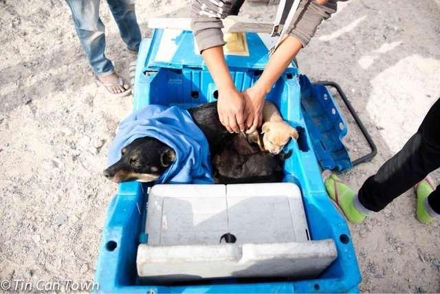 買不起真車的她拖玩具車帶愛犬看醫生，往裡一看讓獸醫非常感動 