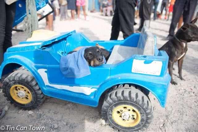 買不起真車的她拖玩具車帶愛犬看醫生，往裡一看讓獸醫非常感動 