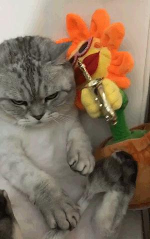 因一朵妖嬈的向日葵，鏟屎官們莫名變得很嗨，寵物們卻異常嫌棄！ 